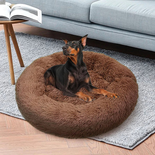 The Science Behind Calming Dog Beds: A Guide for Australian Pet Owners